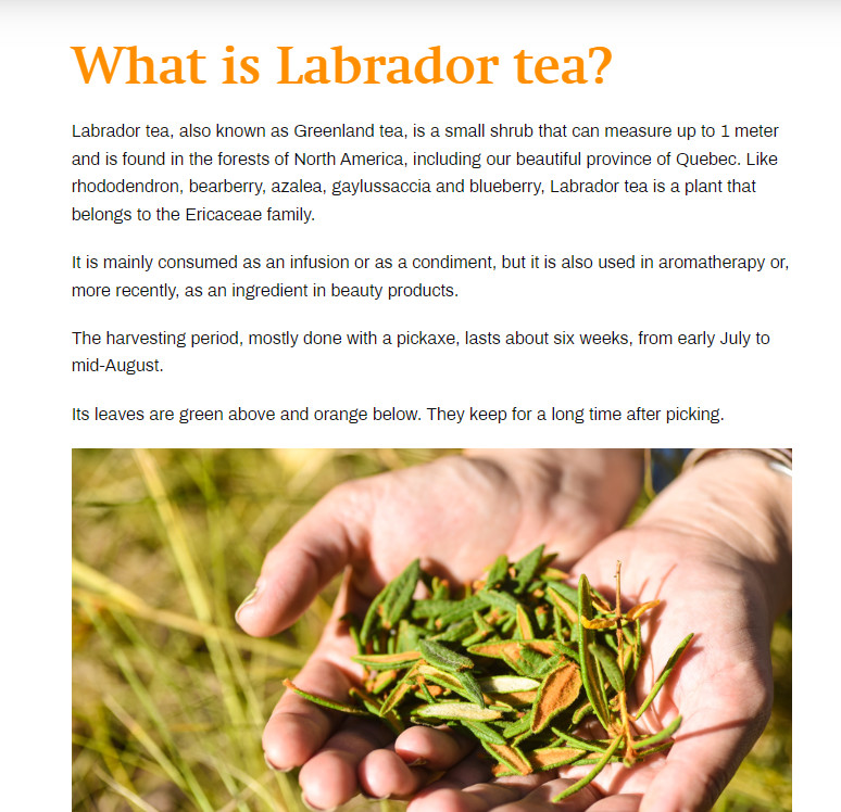 Labrador Tea, All Natural from Quebec, Canada, 2 bag of 100 gram (Total 200gr)