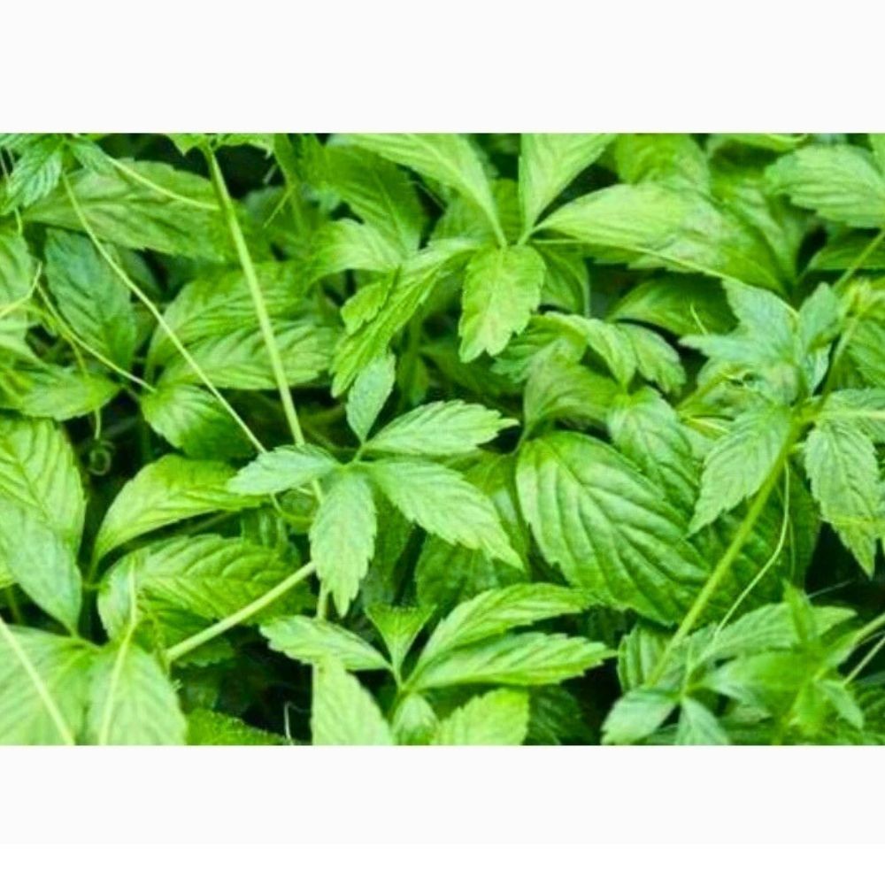 Jiaogulan Herbal Tea 3 Packs (30 Bags Each) Thai Natural Gynostemma from Doi Ang