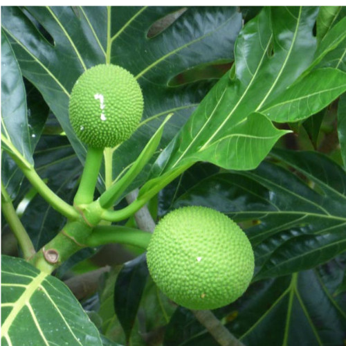15+ Natural Quality Breadfruit Dried Leaves Artocarpus Ceylon Herbal Tea