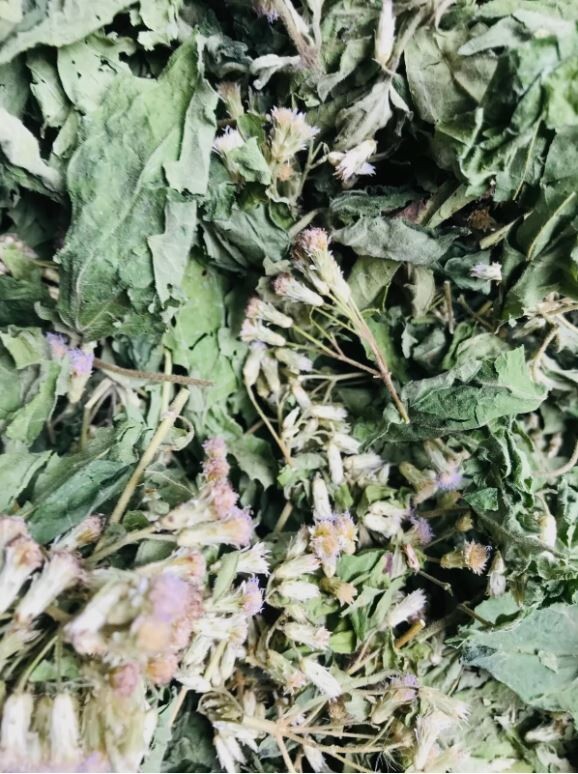 Mexican Dream Herb Calea Zacatechichi | Organic Hand-Picked Leaves for Tea