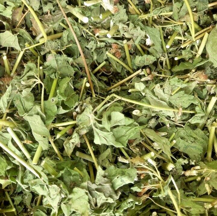 130g Dried Mexican Dream Herb CALEA ZACATECHICHI Lucid Pure ORGANIC Herbal Tea