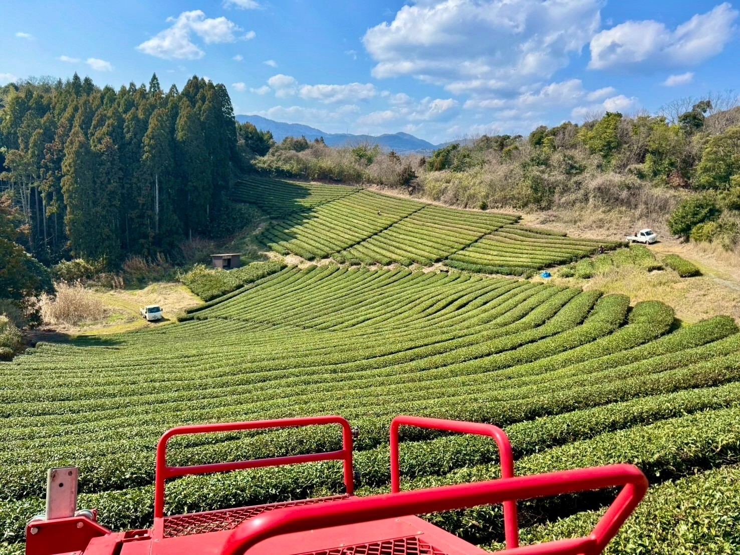 Auction | Spring sale | Pure Japanese Hojicha Powder | 100g |
