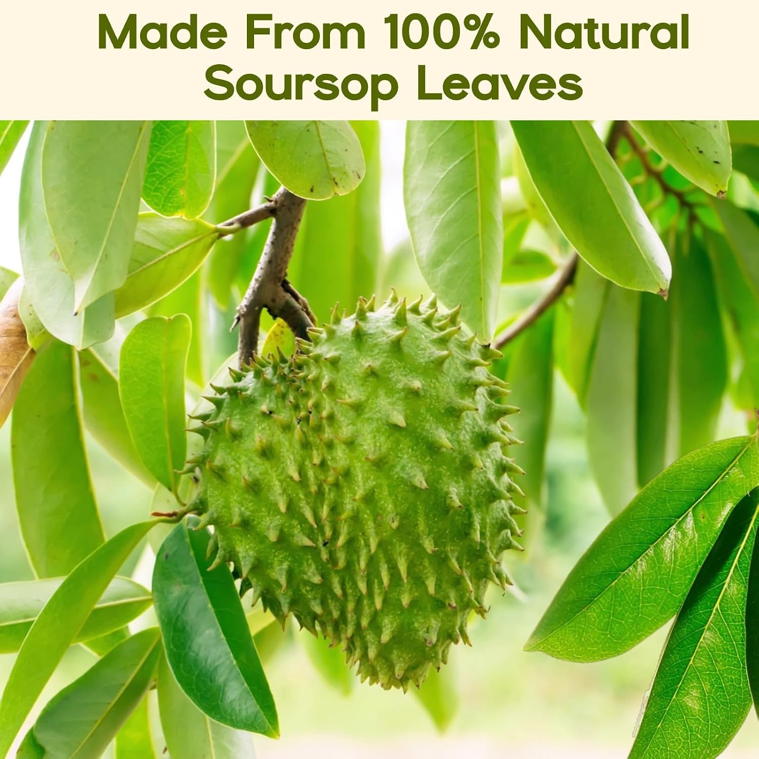 30 Pure Soursop Leaves Tea Bags, Natural Soursop Graviola Leaves Teabag,