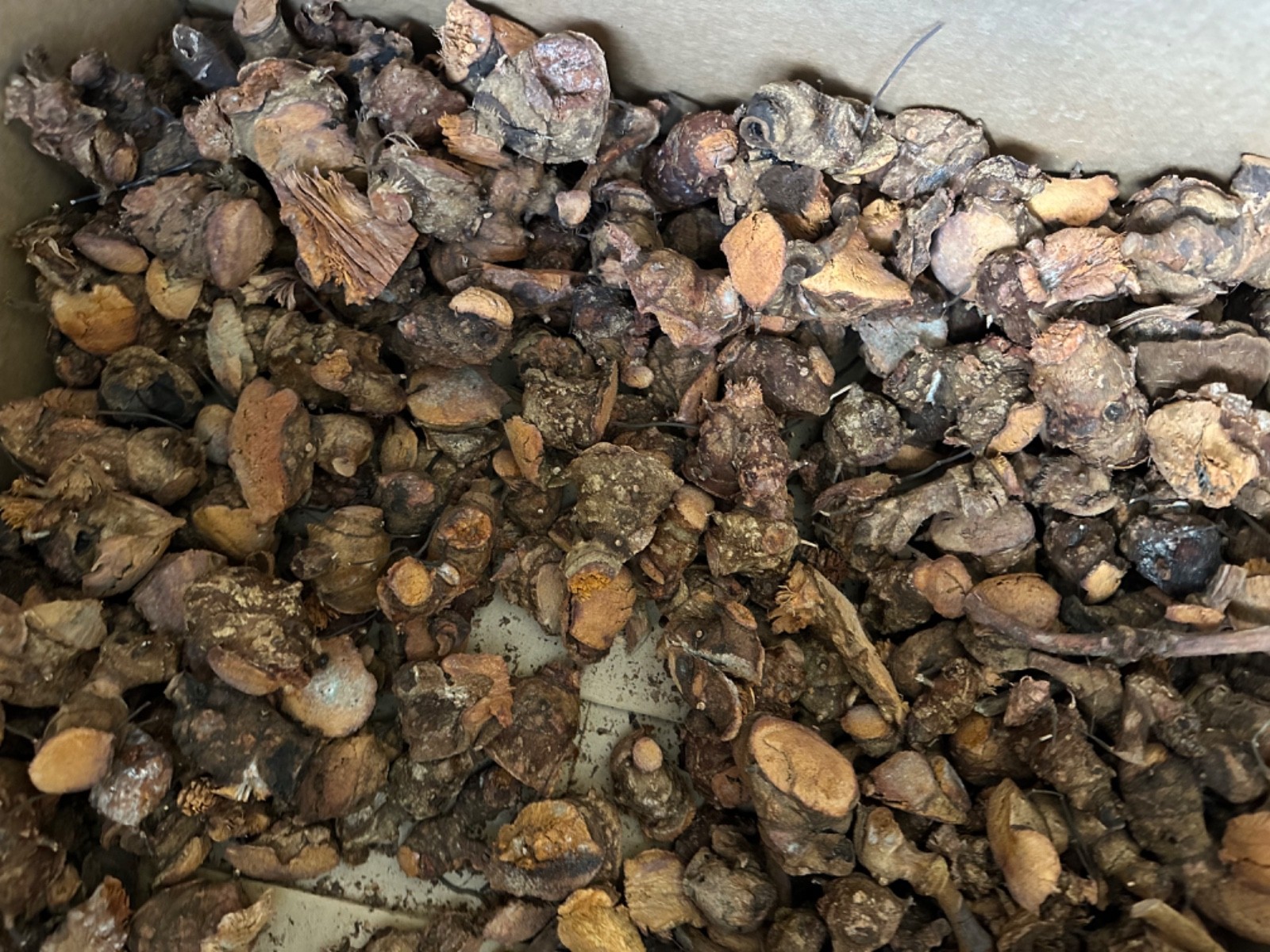 Jamaican wildcrafted Chaney root 1 pound or 16oz