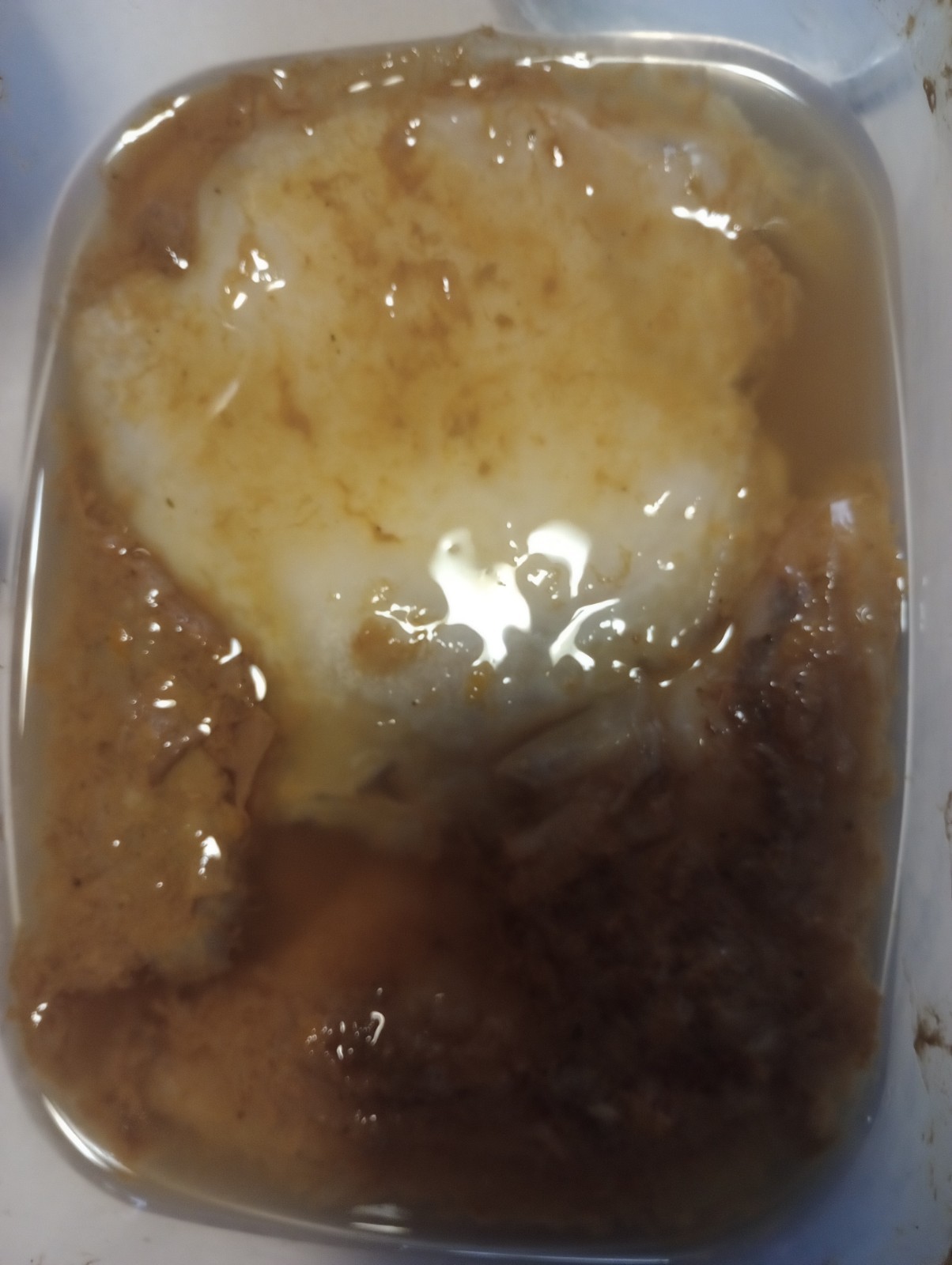 Live Kombucha Scoby + 8 oz Of Starter Tea Brewing Potions Drinks Health