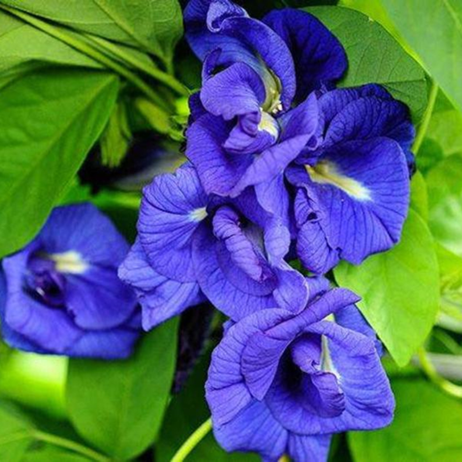 Dried Butterfly Pea Flowers Tea-100%Pure Ceylon Organic Healthy Drink 30g10z