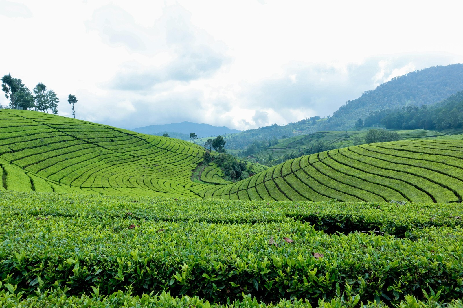 Ceylon Black Tea: Loose Leaf, 3oz (20+ cups), Original BOPF Grade