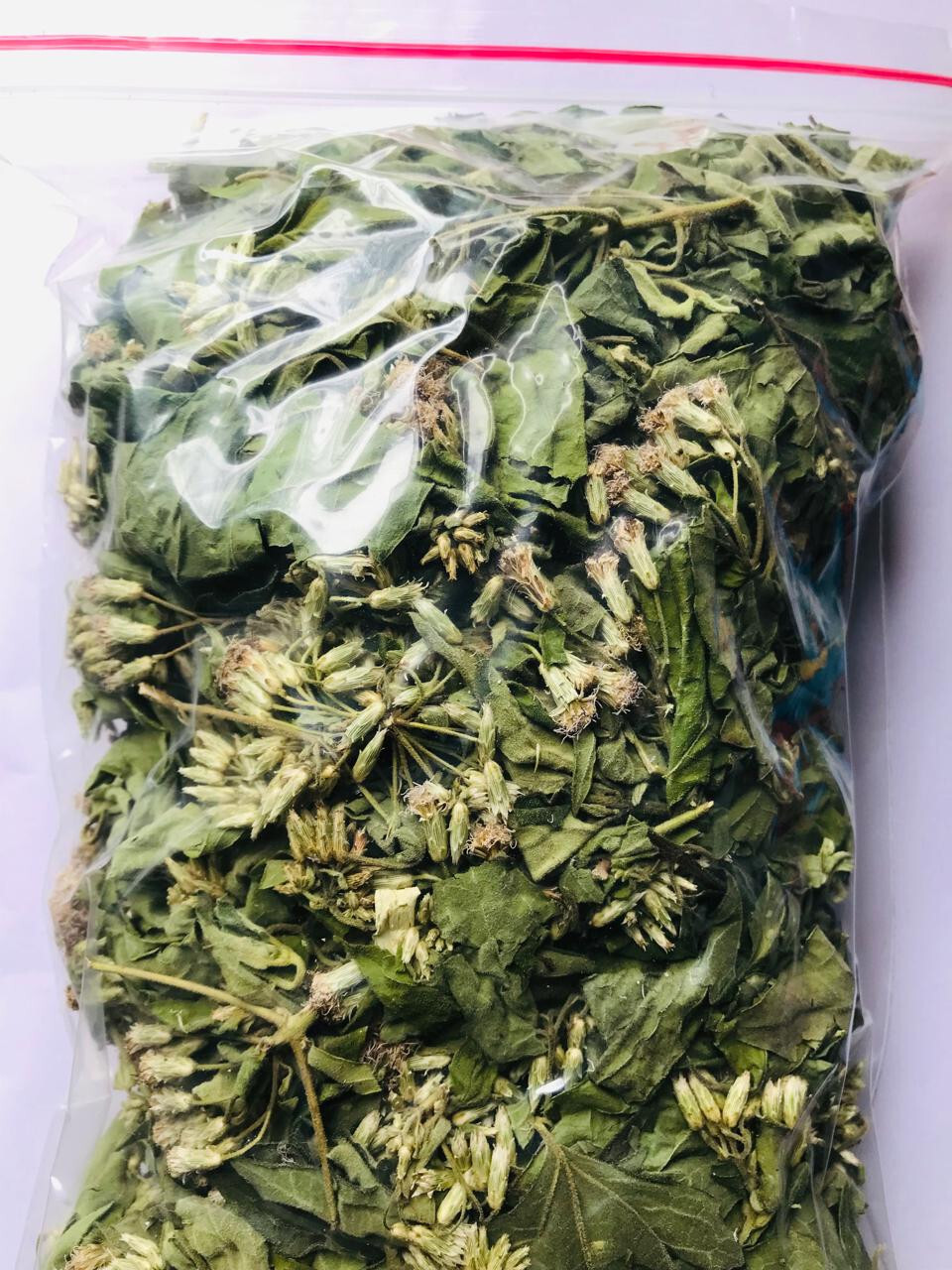 Calea Zacatechichi Mexican Dream Herb 100% Organic Ceylon Herbal Tea