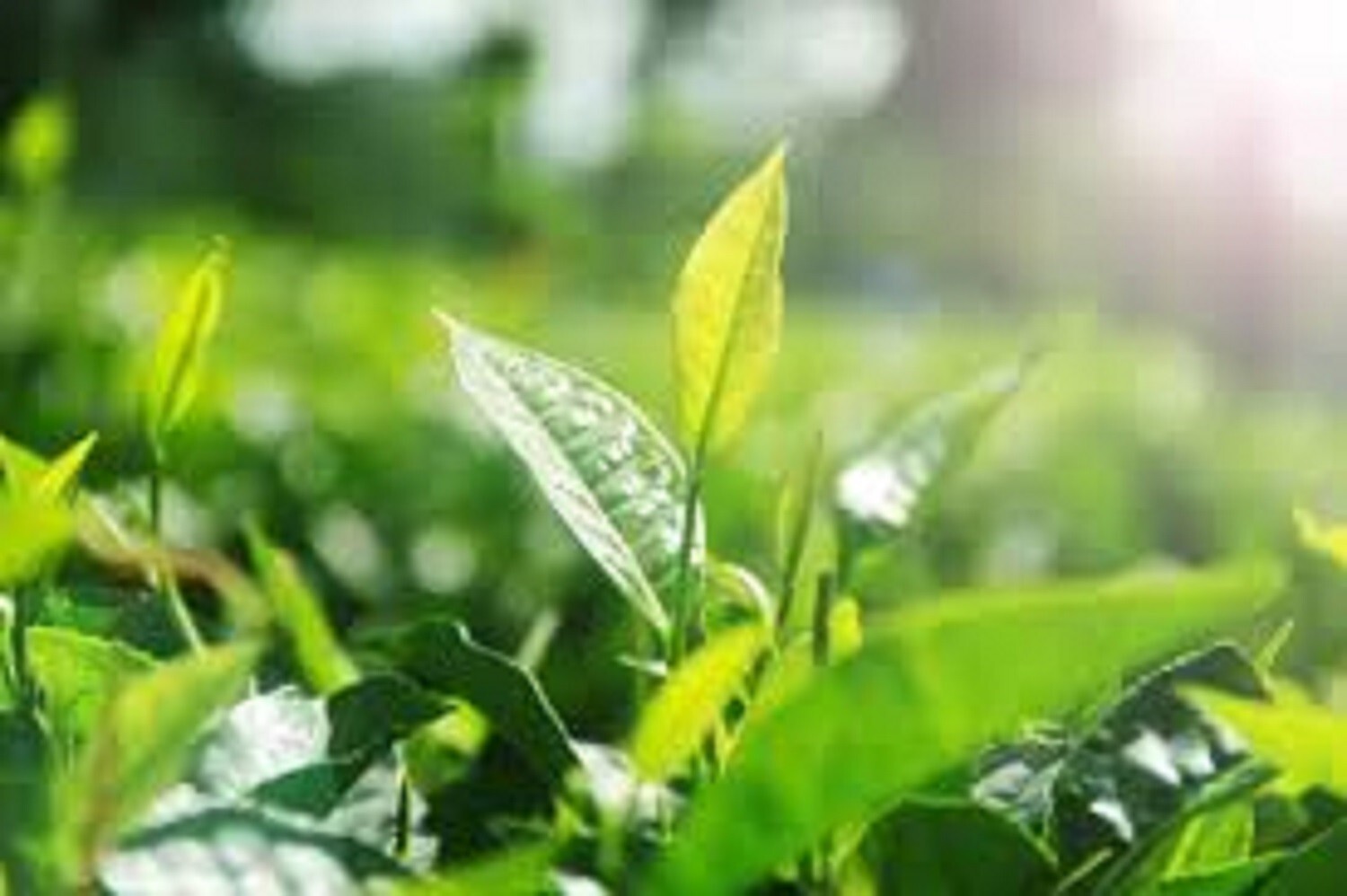 Gun Powder Ceylon Pure Green Tea Finest quality Law price Natural Beverage