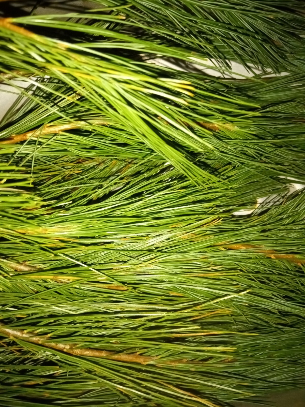 4oz MAINE DRIED EASTERN WHITE PINE NEEDLES PINUS STROBUS TEA ORGANIC