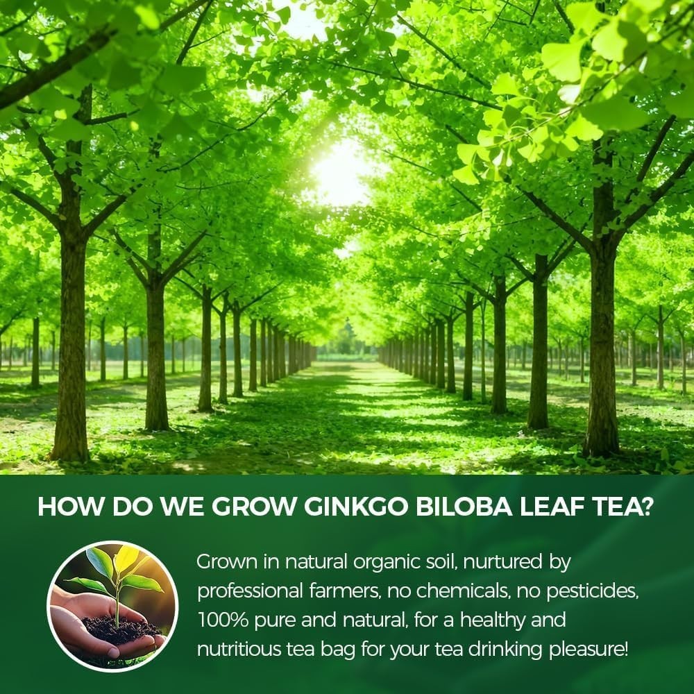 Ginkgo Biloba Tea Bags Pure Herbal Brain Support Memory Focus 50 bags