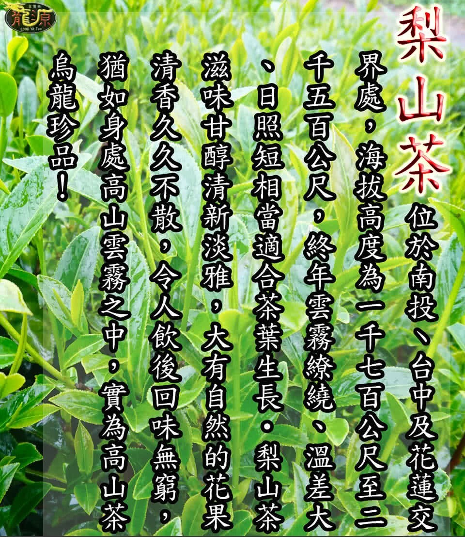 台灣特色茶 梨山茶自然回甘烏龍茶葉 150gx6