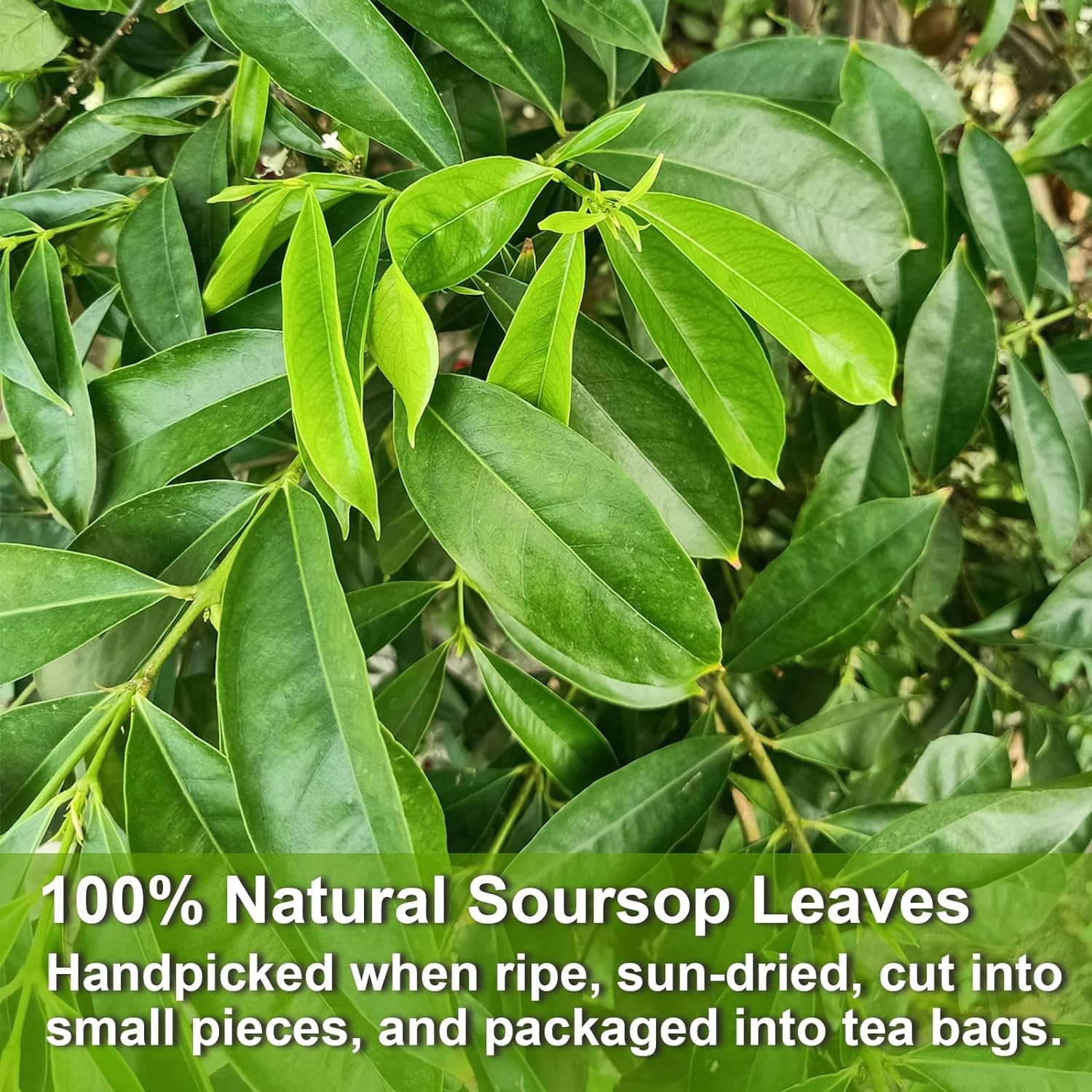 FullChea – Soursop Leaves Tea Bags, 40 Teabags – Premium Soursop Graviola Leaves