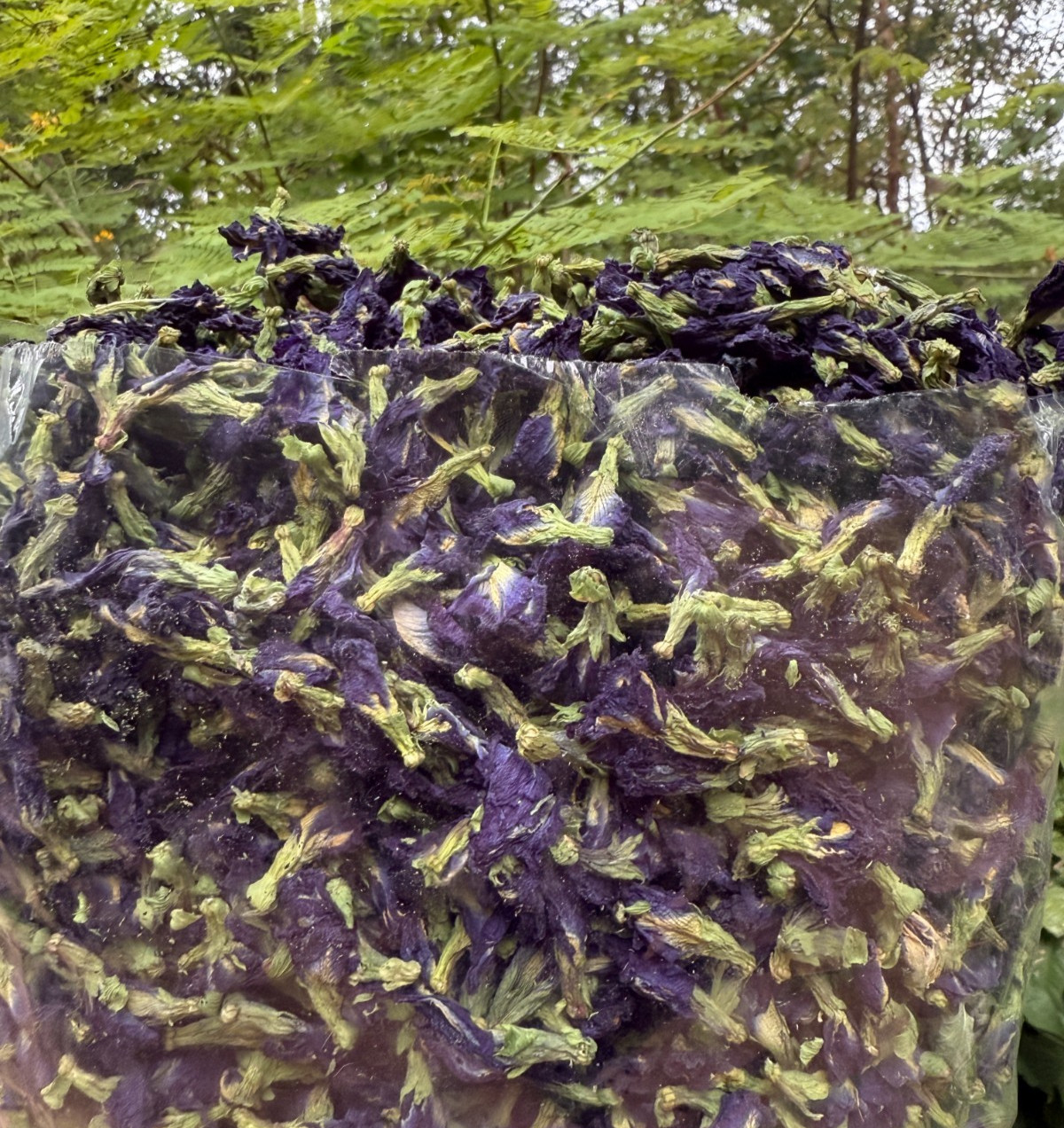Blue Butterfly Pea Flowers Herb Tea Original CLITORIA TERNATEN 1kg Express ship*