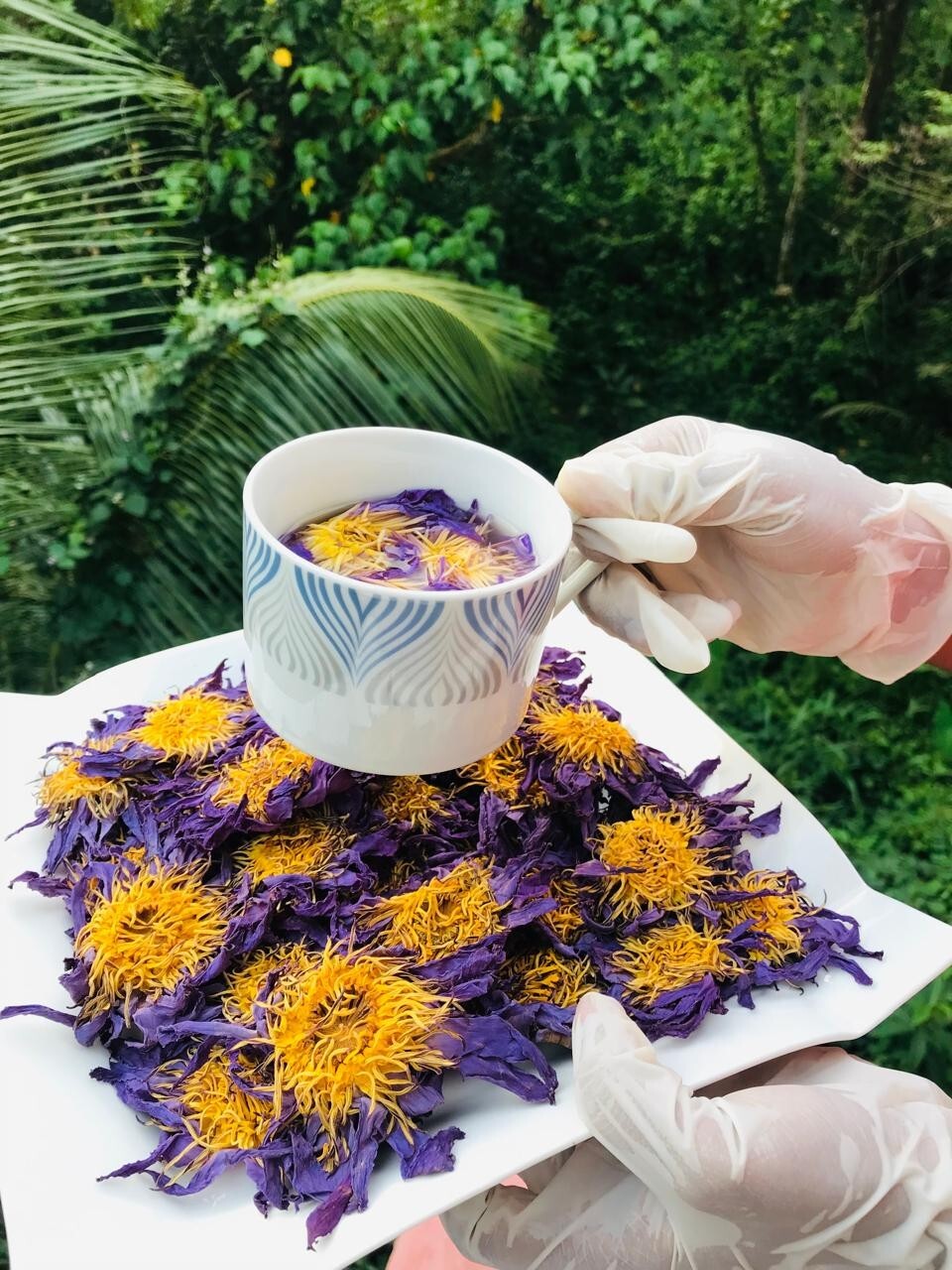 Ceylon Dried Blue Lotus NYMPHAEA CAERULEA 100% Organic 1kg Pure Whole Flowers