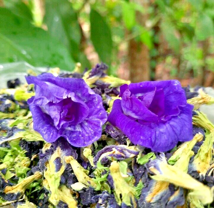Blue Butterfly Pea Flowers Herb Tea Original CLITORIA TERNATEN 2500g + FREE 100g