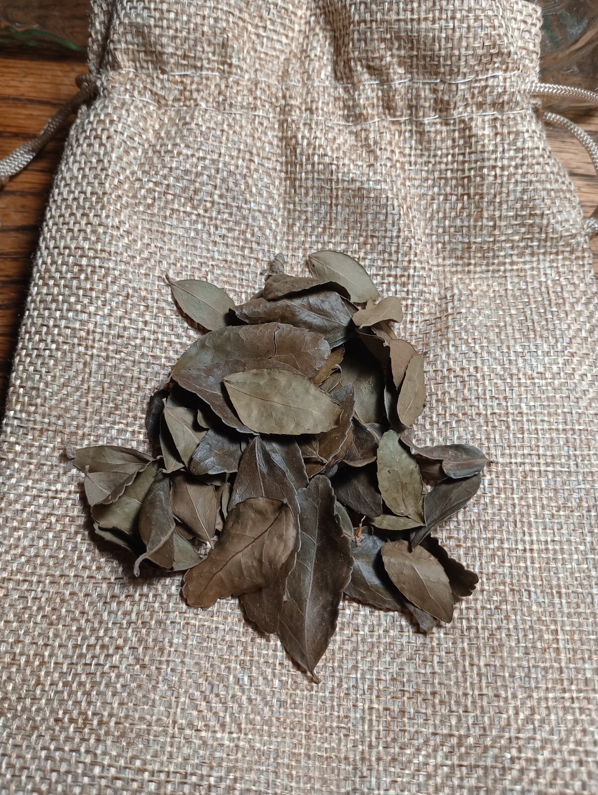 Yaupon Holly Tea Leaves 1/2 Oz Whole Loose Leaf Organic + FREE SAMPLE