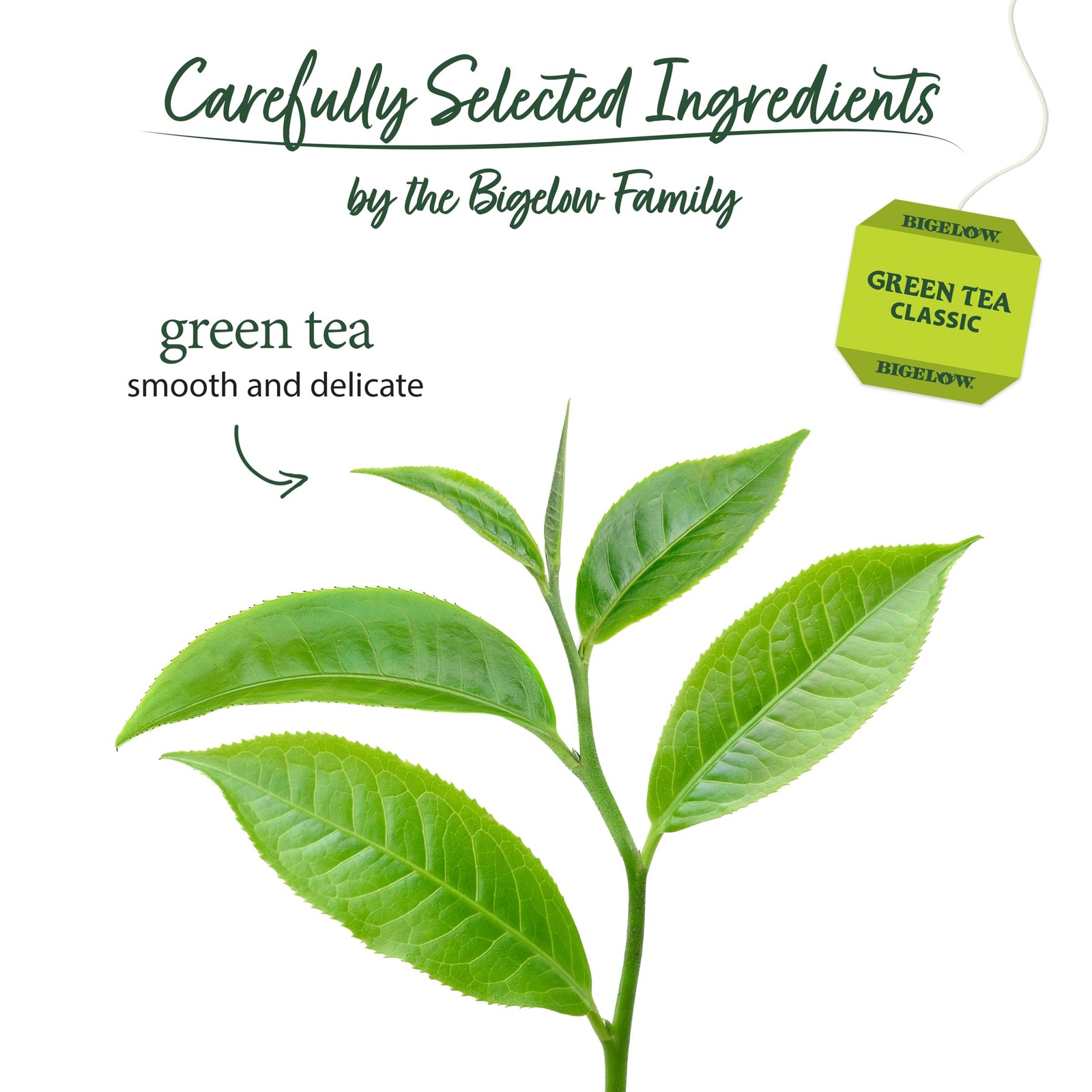 Classic Green Tea, Caffeinated Tea, 20 Count Box (Pack of 6), 120 Total Tea Bags