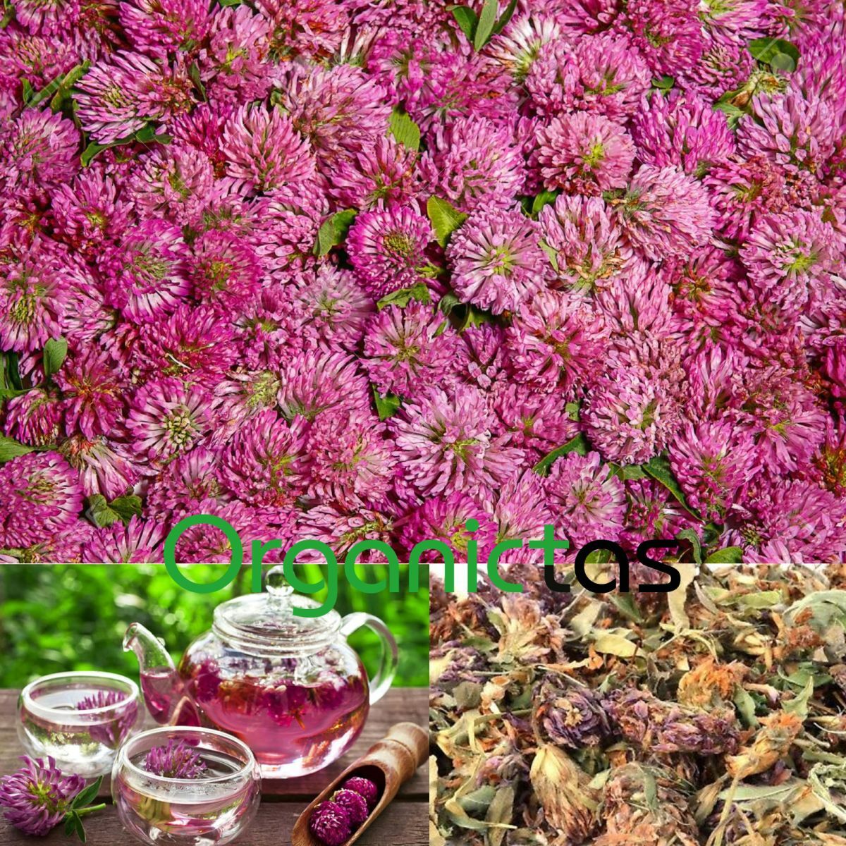 RED CLOVER Herbal Flower Tea (Trifolium Pratense) Premium Quality Organic 100 g
