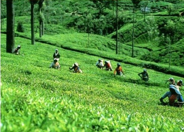 Egypt El Arosa Kenyan Black Tea Dust Natural Taste Daily Healthy 250gm