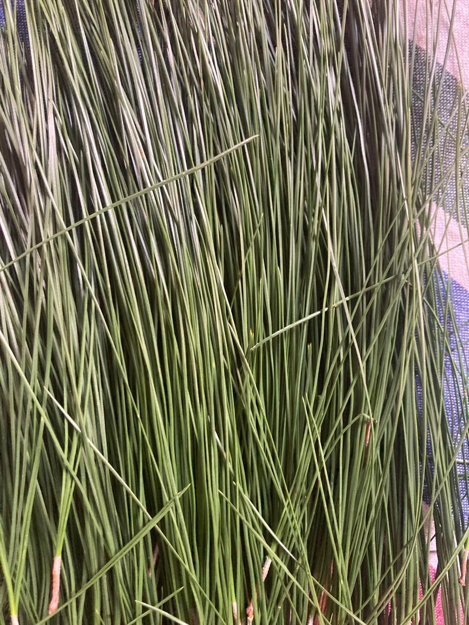 Pine Needle Tea Organic Herbal Natural Tea from Ceylon 100g Free Shipping
