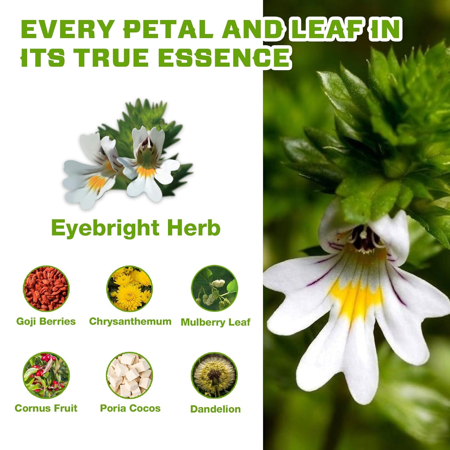 Vailherbtea Eye Health Eyebright Herb Tea Bags – 50 Count, Handcraft Herbal Tea