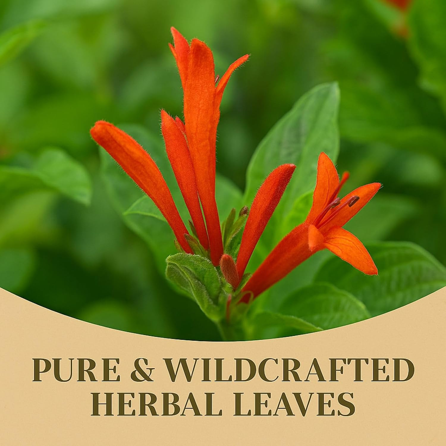 Muicle Té (Mexican Honeysuckle Herbal Tea) – 25 Tea Bags – 100% Natural, Vegan,