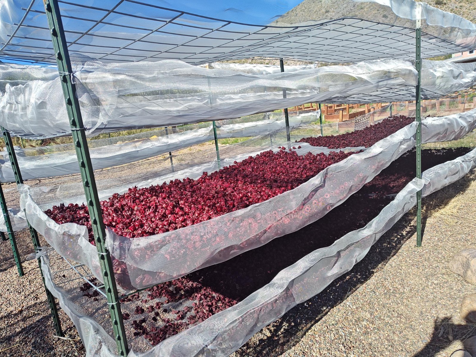Premium Dried Hibiscus Tea, Roselle, Flor de Jamaica, Sorrel, USA Grown, 1 lb.