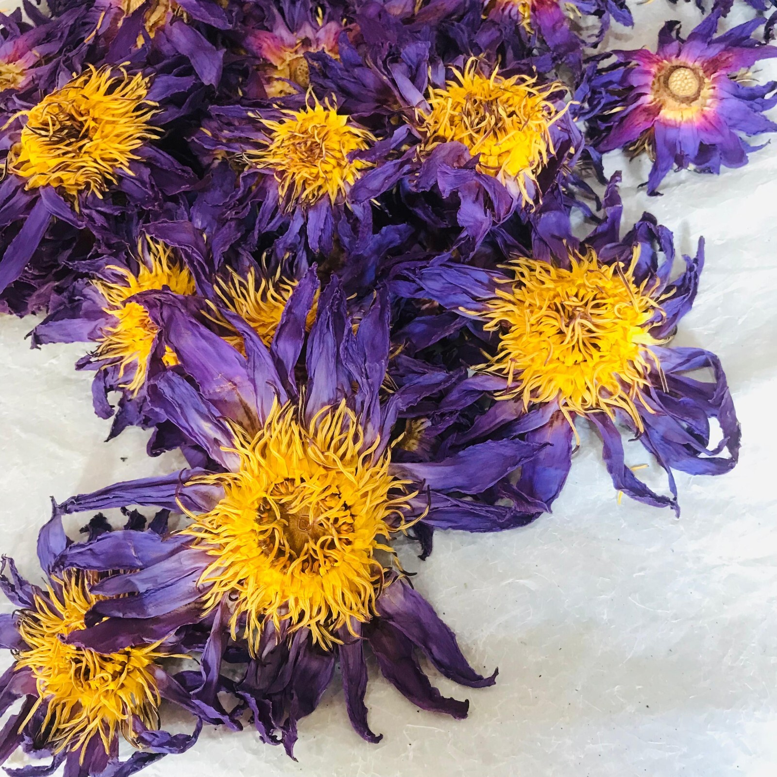 Ceylon Sacred Blue Lotus Nymphaea Caerulea Hand Picked Pure Organic Flowers Tea