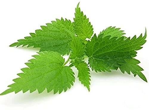 Nettle Leaf – Urtica dioica Loose Leaf C/S from 100% Nature, Wild Crafted