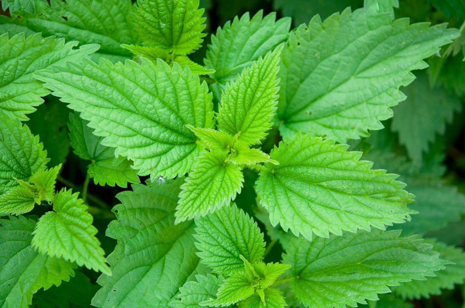Organic Nettle Leaf Tea