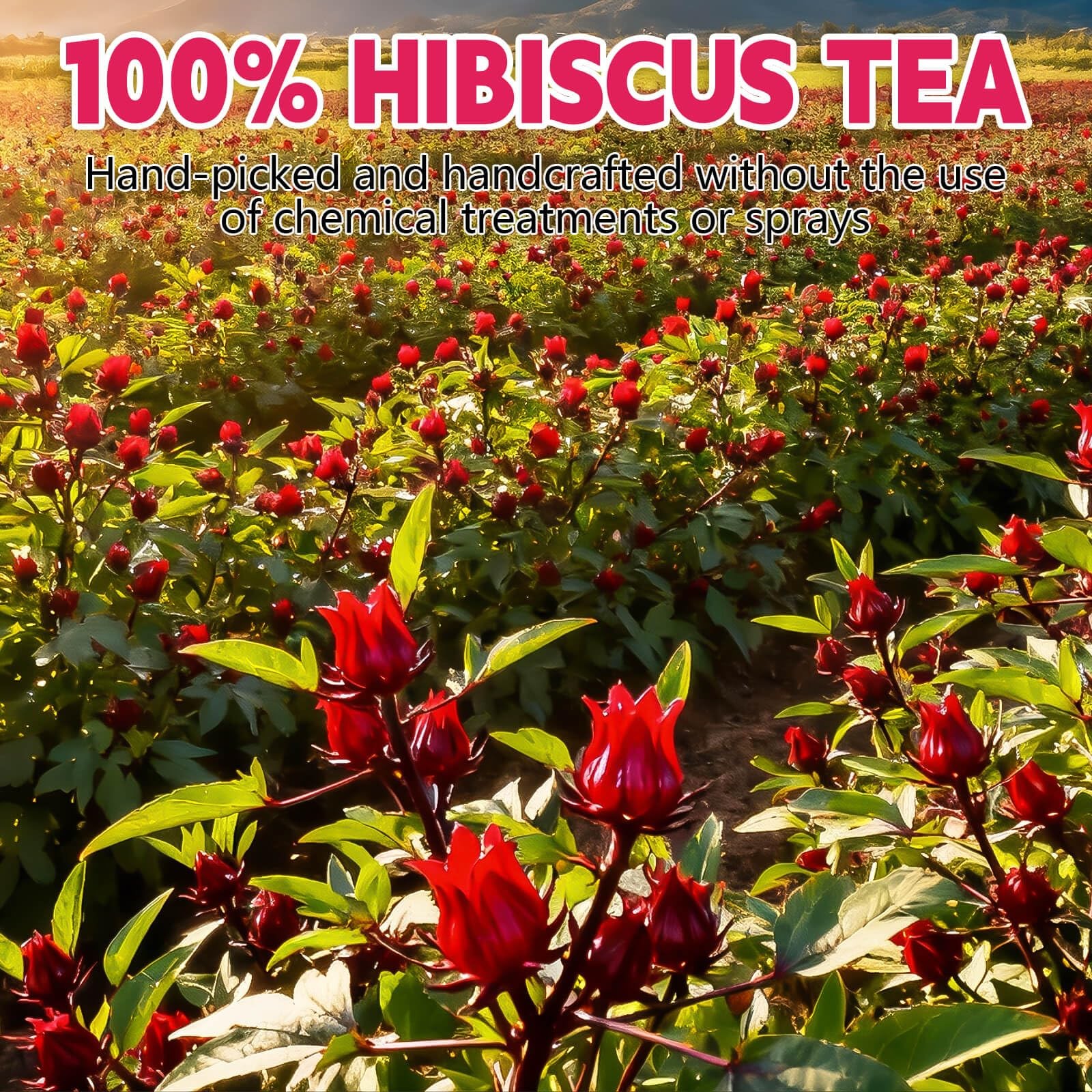 Hibiscus Tea Bags–120 Bags (2g/Bag), Made from 100% Natural 120
