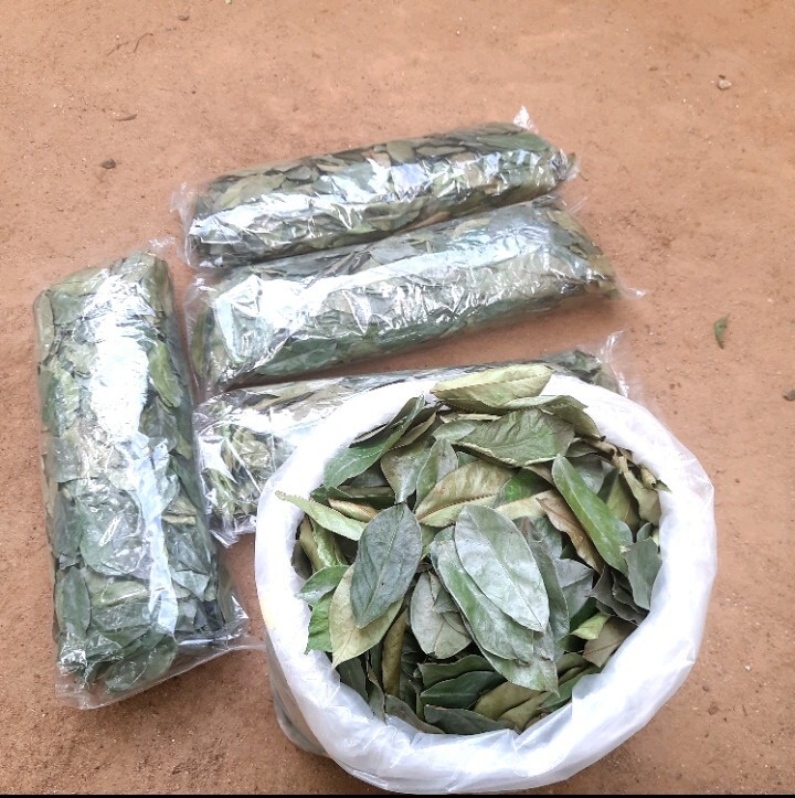 400+ Dried Soursop Leaves Annona HOJAS DE GUANABANA GRAVIOLA Quality Herbal Tea