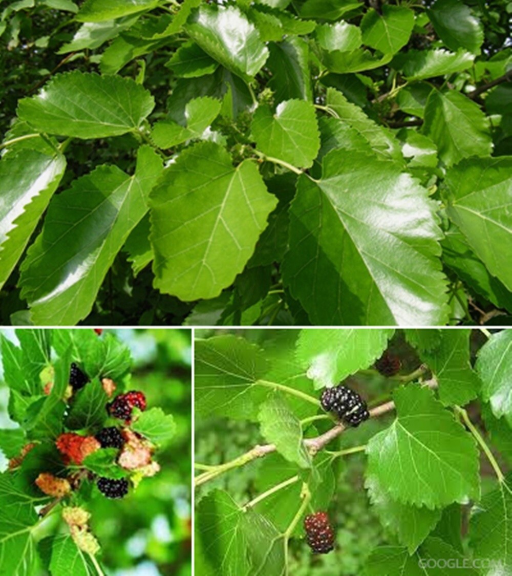Mulberry Leaf Tea 120 Tea Bags Thai Herbal Natural Thanyaporn Free Shipping