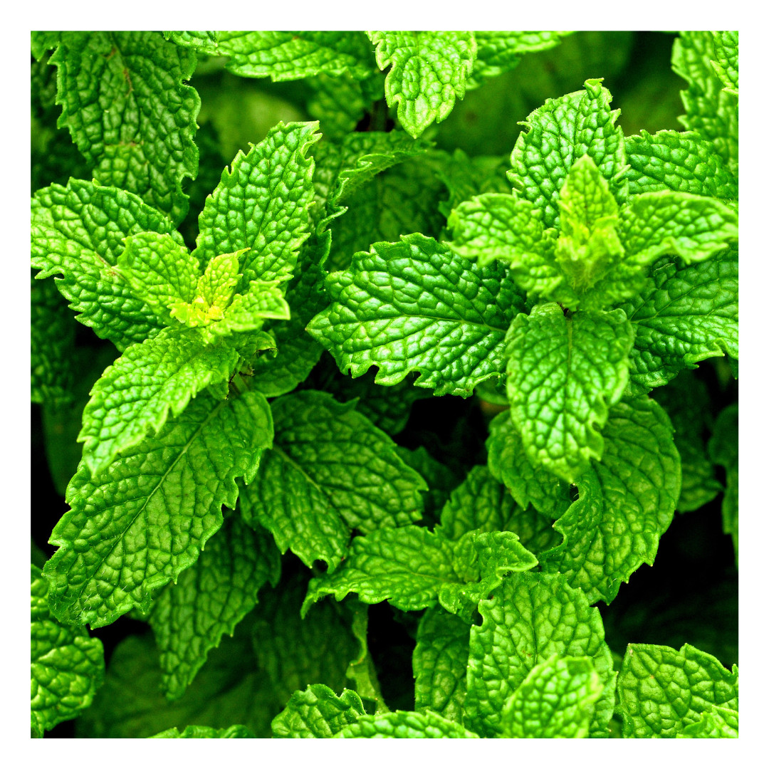 Peppermint Leaf | C/S Organic Dried Cut and Sifted | Mentha Piperita