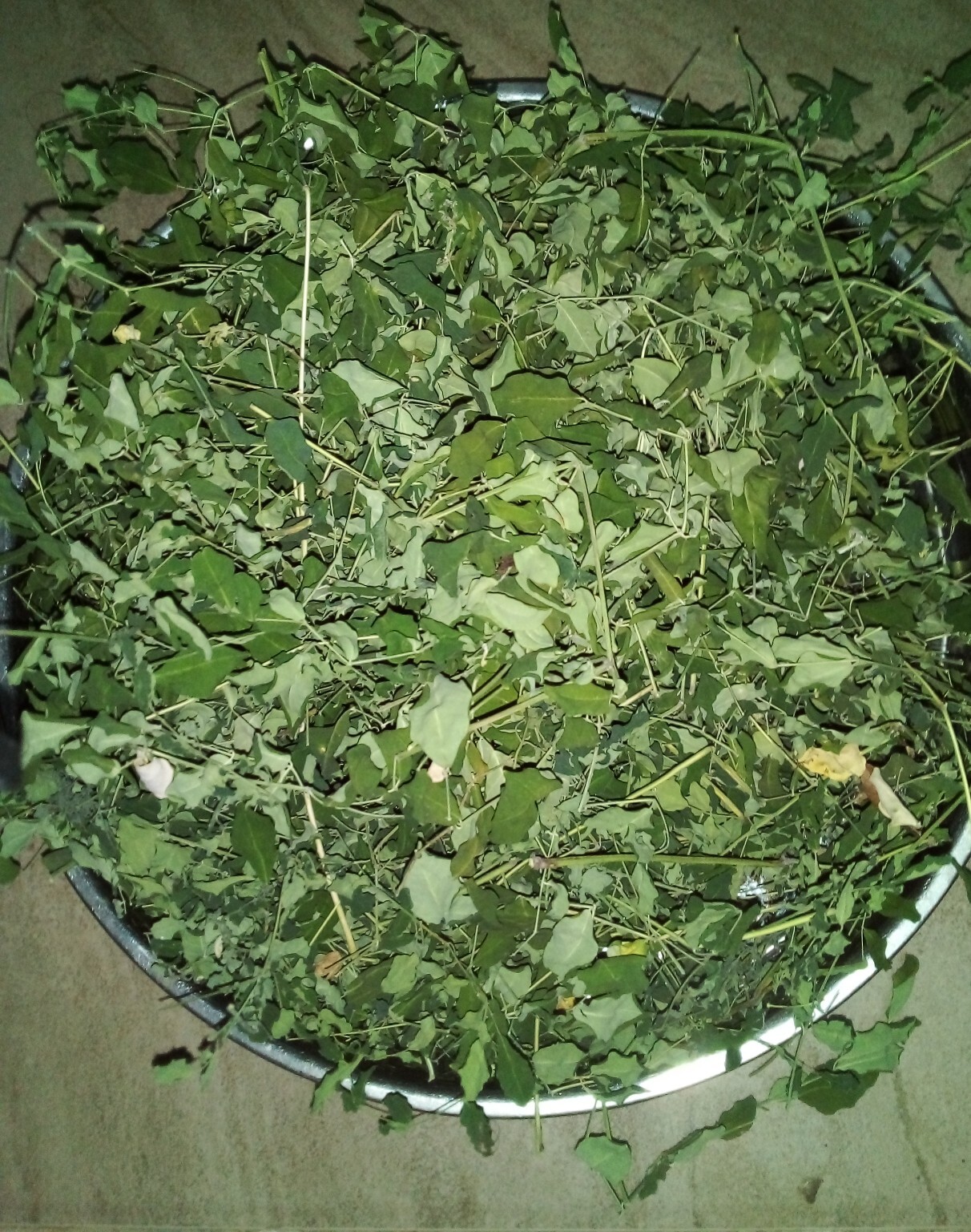 Ceylon Drumstick Leaves For Multi Vitamin
