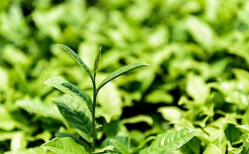 250g Top Grade Chinese Organic Green Tea New Tie Guan Yin Oolong Tea Weight Loss