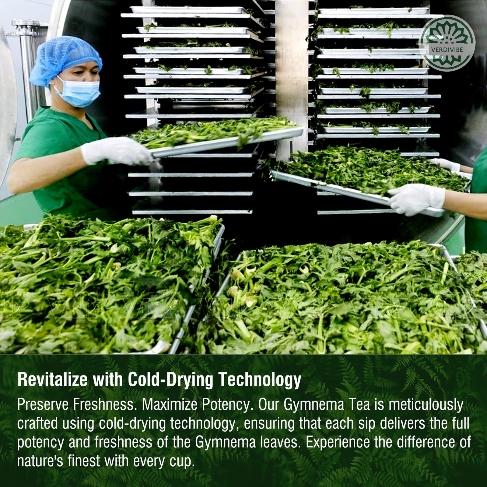 Gymnema Tea Bags for Diabetics – COLD-DRIED for Maximum Freshness and Nutrien…