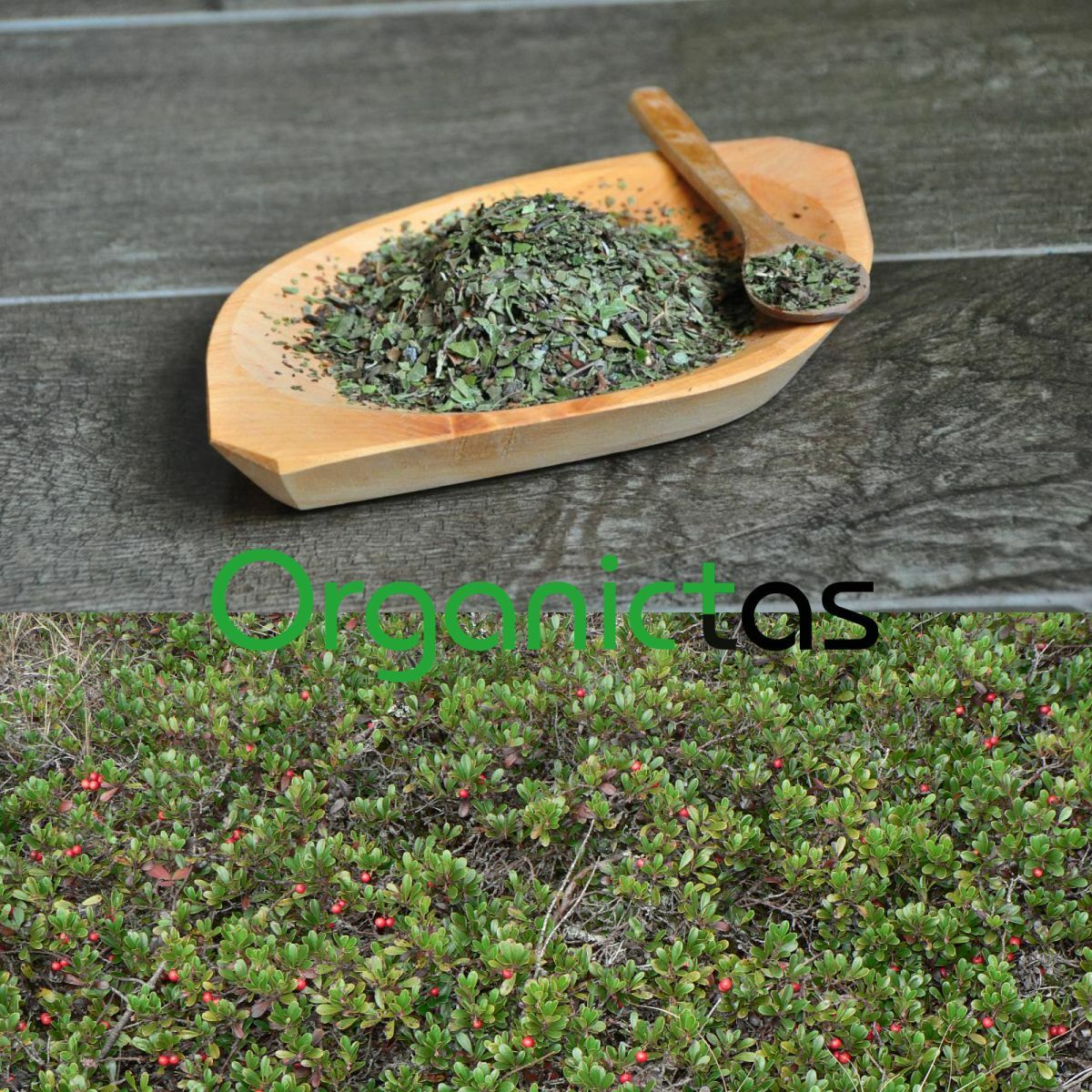 Organic BEARBERRY Tea Loose Leaf for UTI & Urinary Tract Health Premium Quality