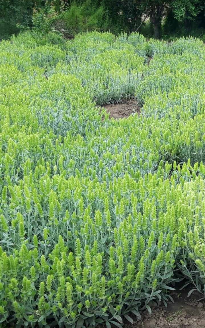 Mountain Tea |Bulgarian Mountain Tea | Herbs | Ironwort Tea | Sideritis scardica