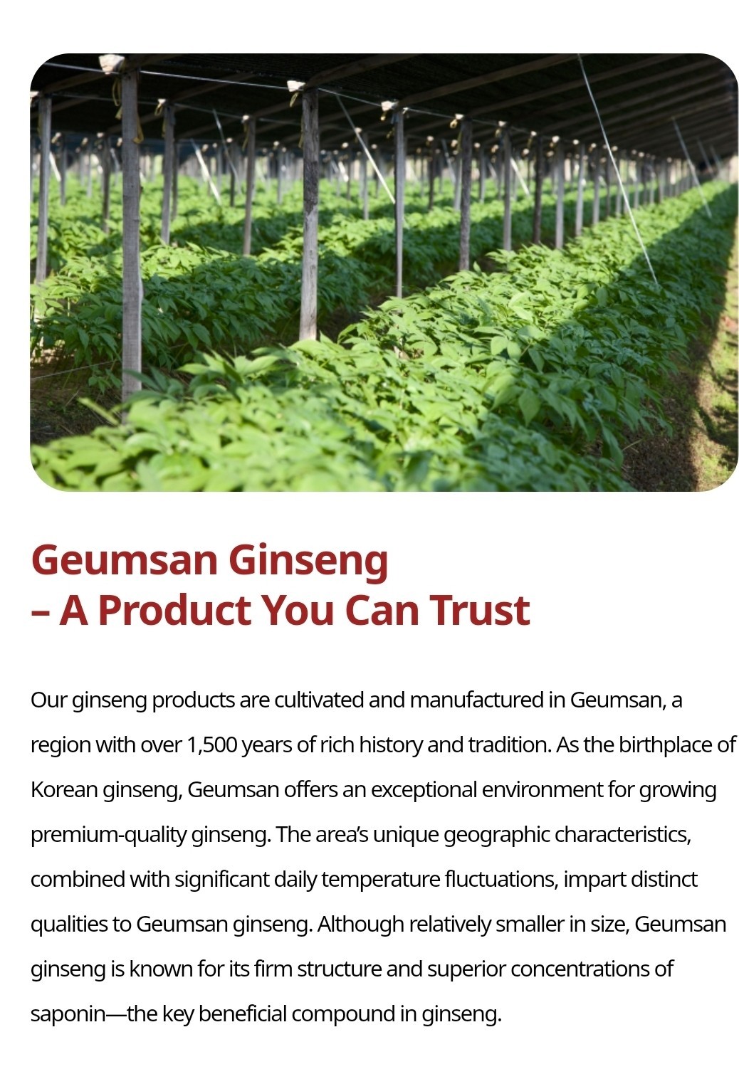 [Geum San Ginseng Nonghyup] Korean Red Ginseng Paste 240g*3