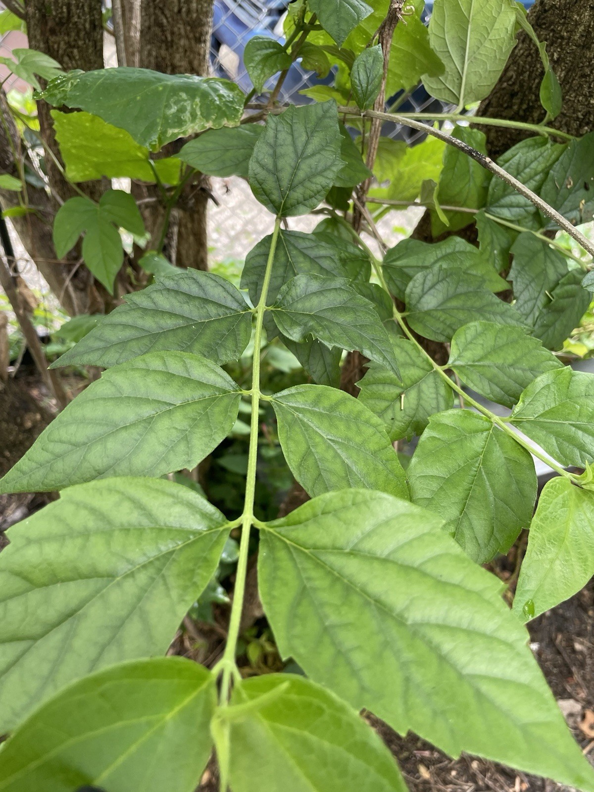 100 Fresh Parijat Night Jasmin Leaves Nyctanthes Arbor Tristis