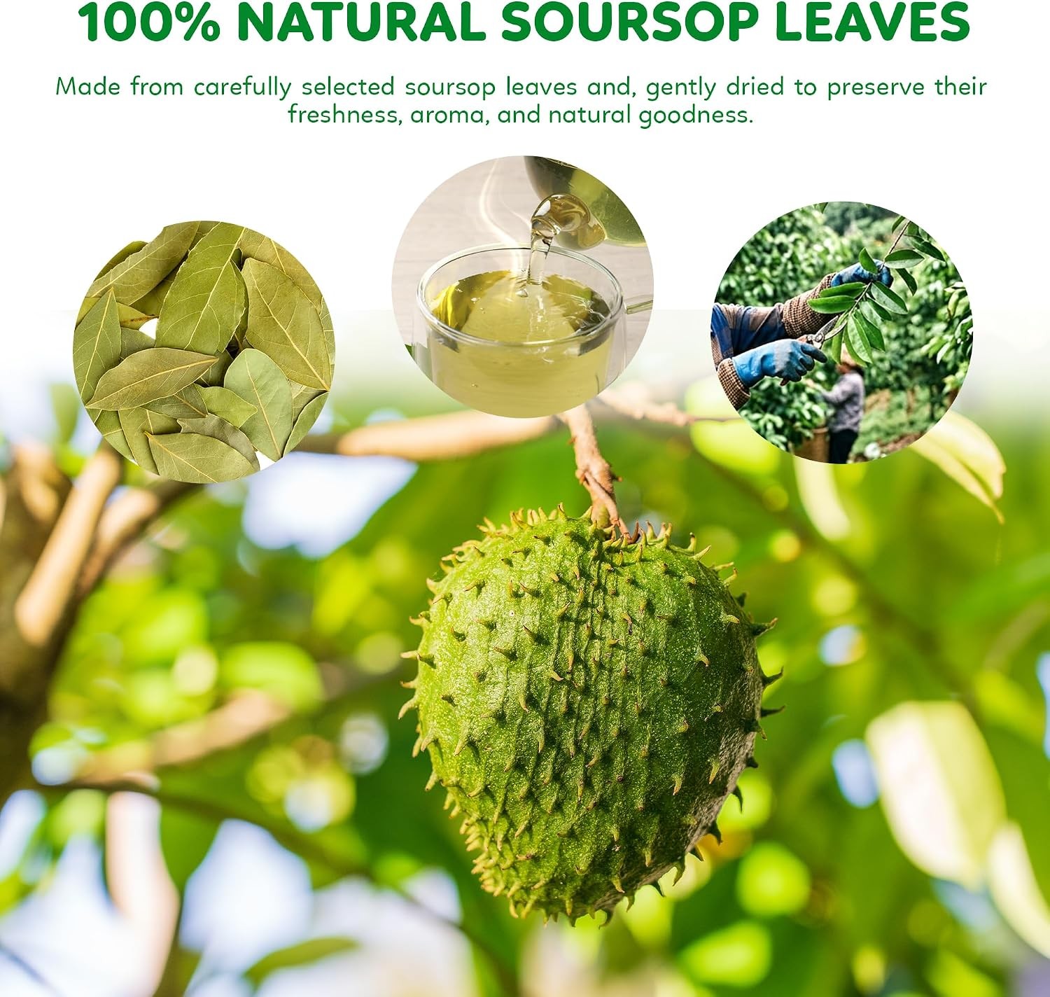 Soursop Tea Bags | 100% Natural Soursop Graviola Leaves | Sugar-Free,