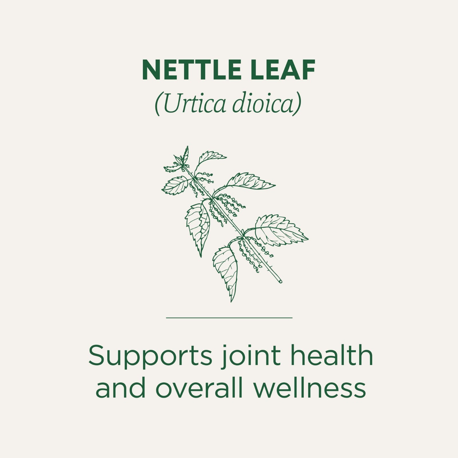 Traditional Medicinals Organic Nettle Tea 16 Bags Caffeine Free Herbal Tea