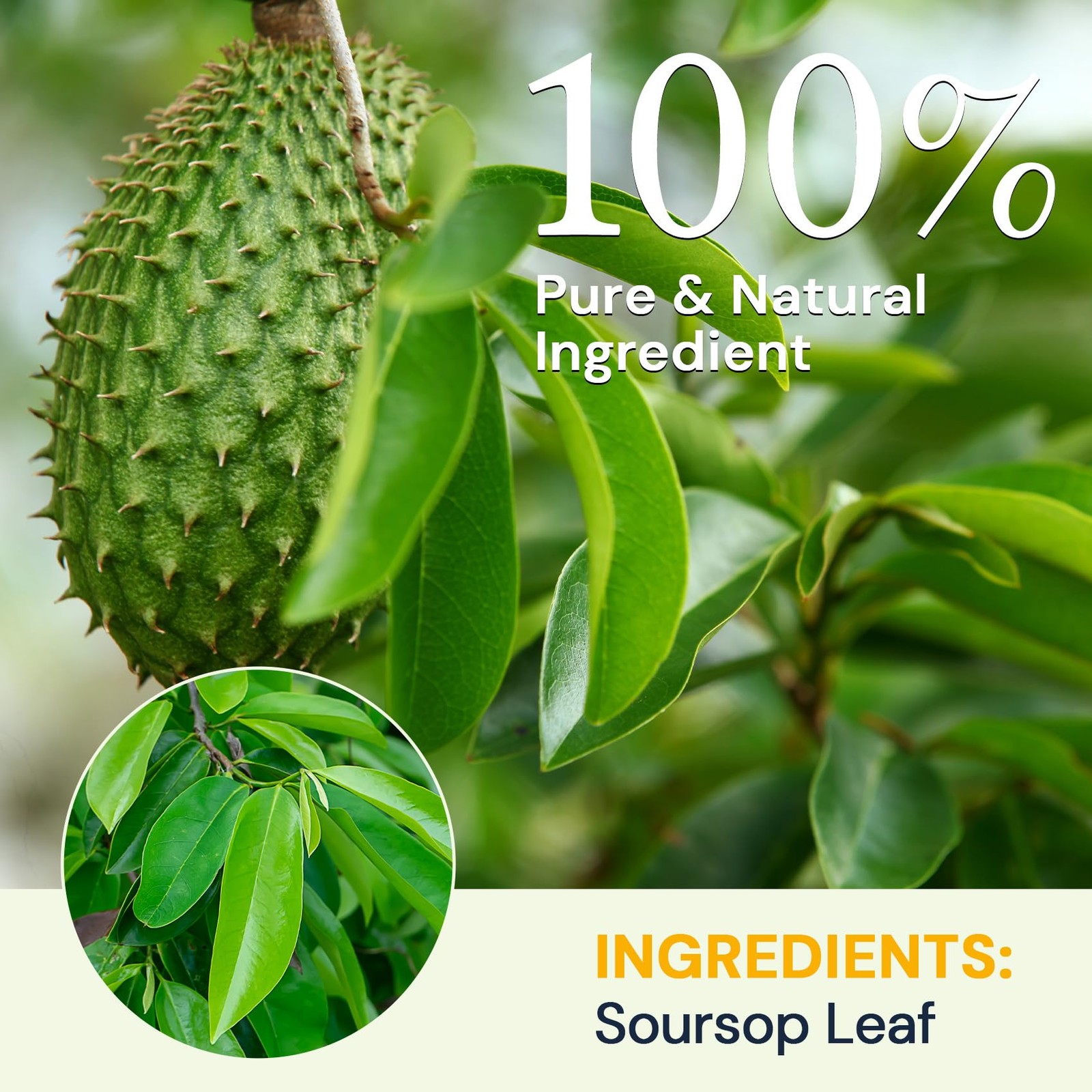 Soursop Graviola Leaf Tea Bags Caffeine & Sugar Free, 20 Teabags