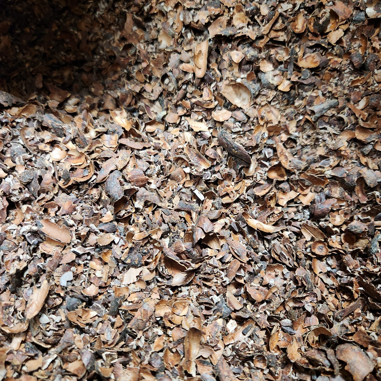 Cacao Tea