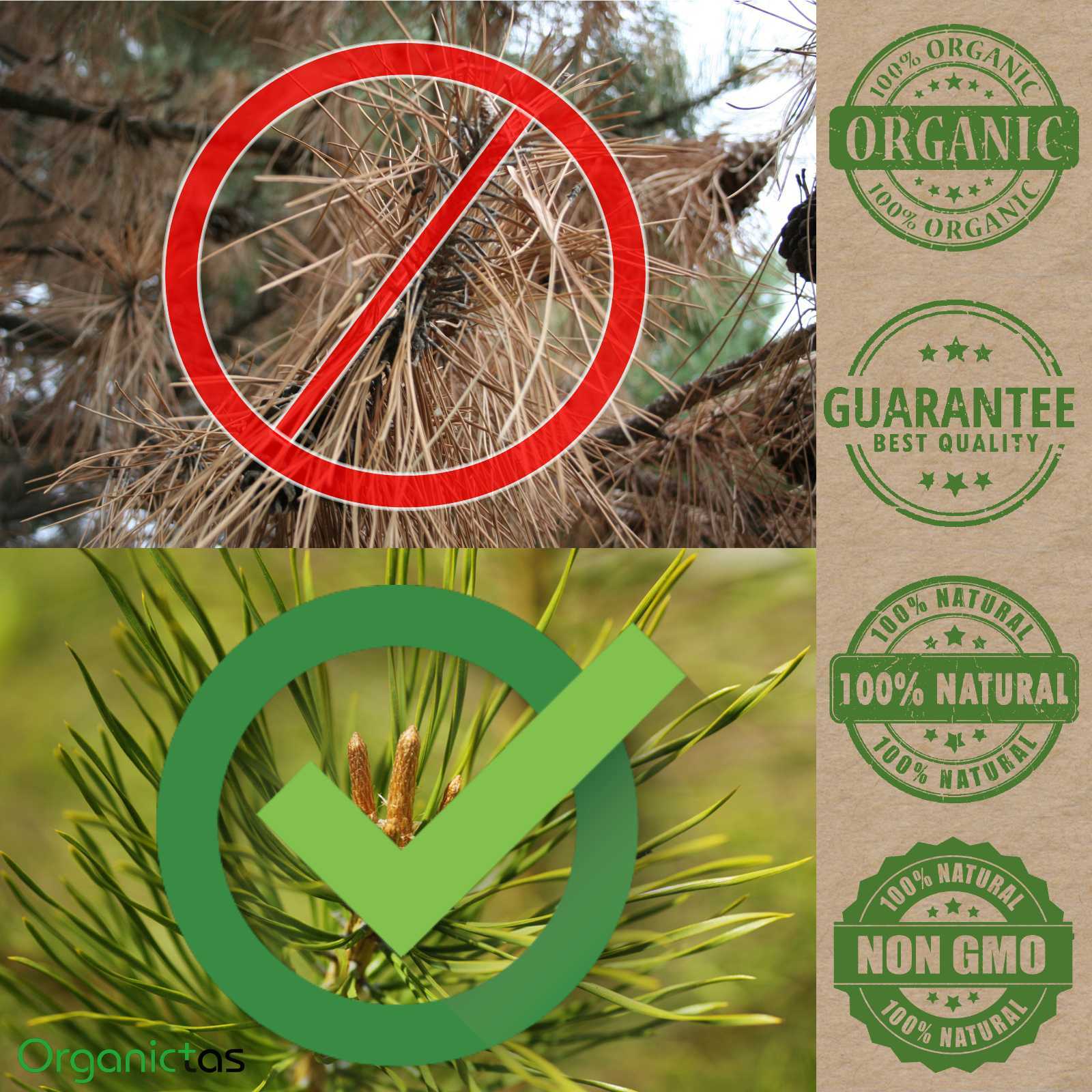 Pine Needle Tea 100g Natural Wild Picked Scots Scotch Pine Premium Quality