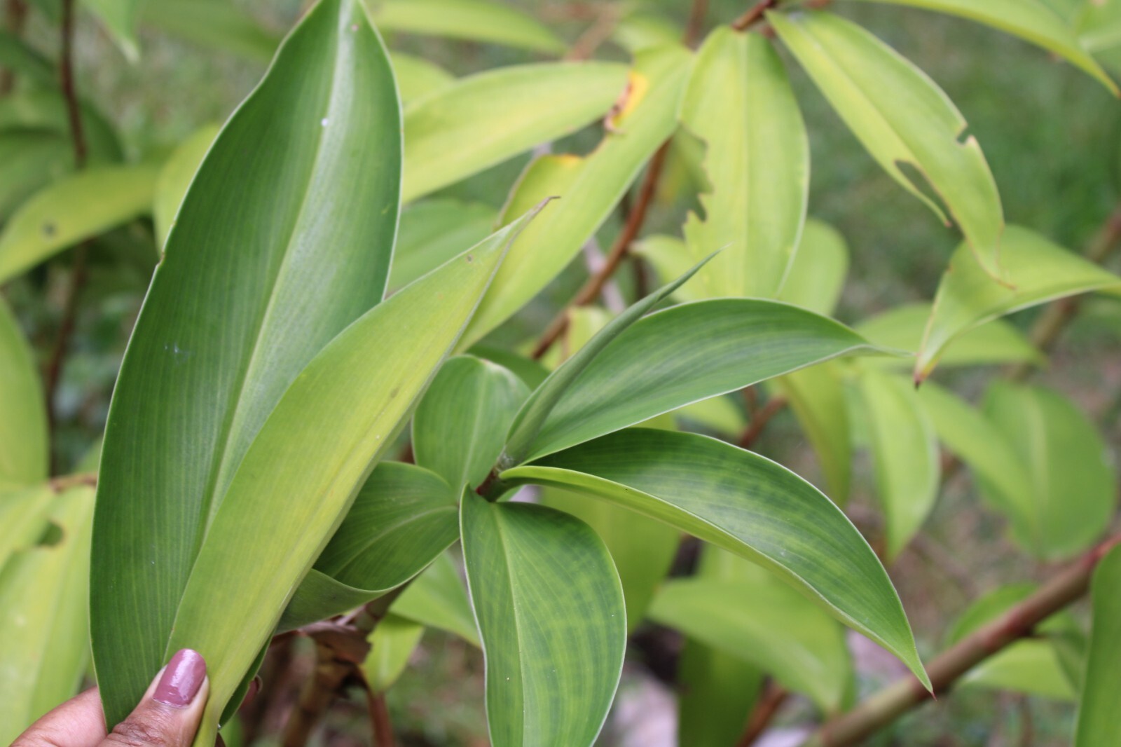 Dried Insulin |Thebu |Costus Plant leaves Organic|Diabetic Tea CEYLON Free ship.