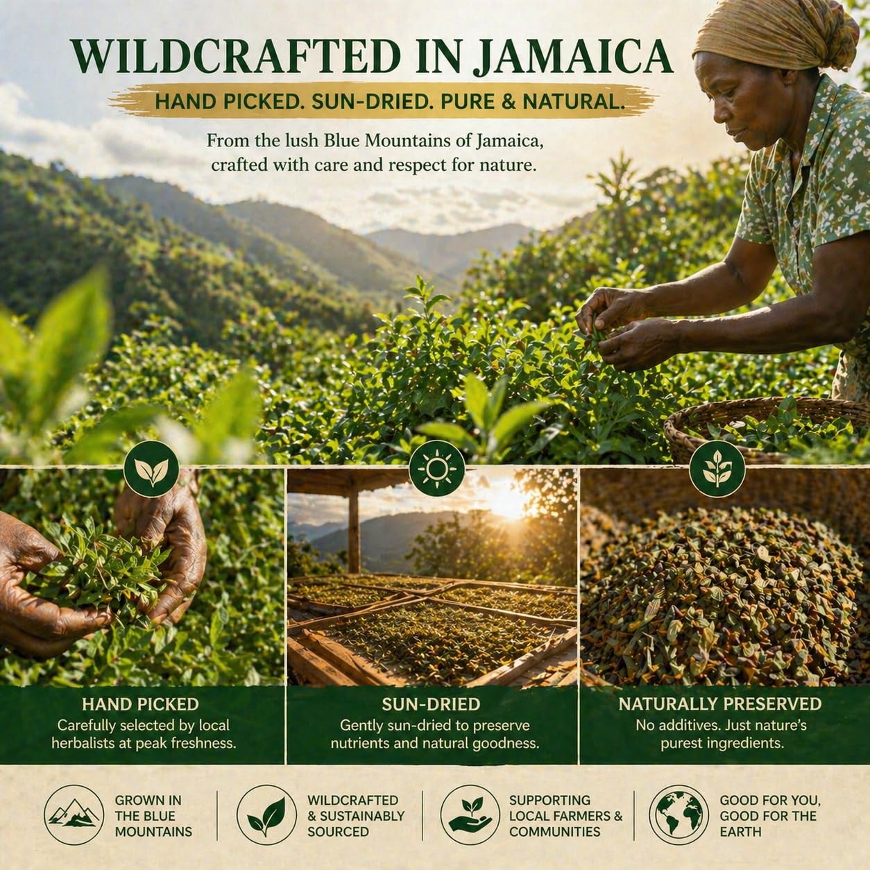 Jamaican Healing Garden Blood Detox Tea, Wildcrafted Herbs with Guaco, Burdoc…