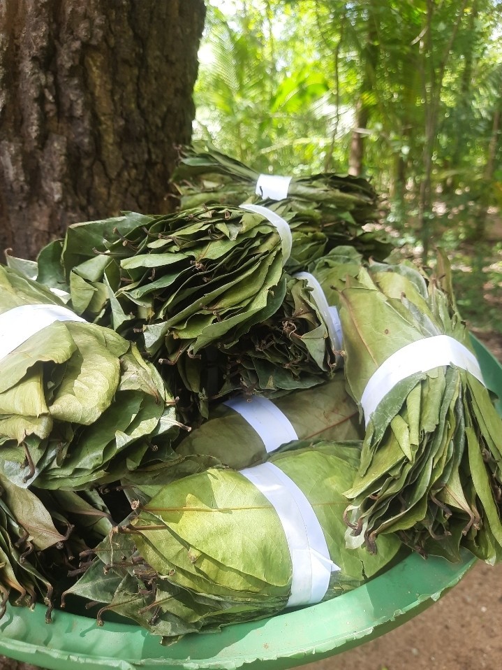1200 Dried Soursop Leaves- Annona HOJAS DE GUANABANA GRAVIOLA Quality Herbal Tea